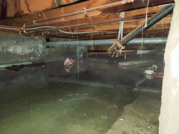 Best Flood damage cleanup  in Parkers Prairie, MN