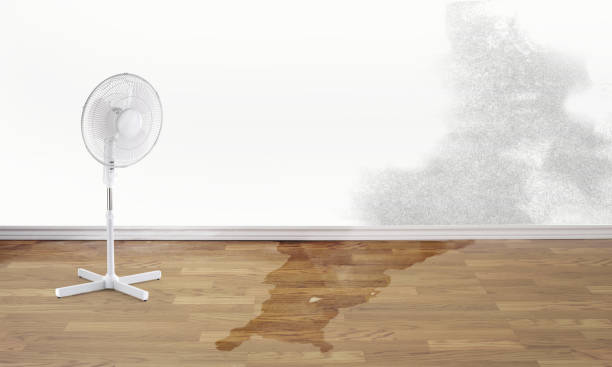 Best Water damage restoration near me  in Parkers Prairie, MN